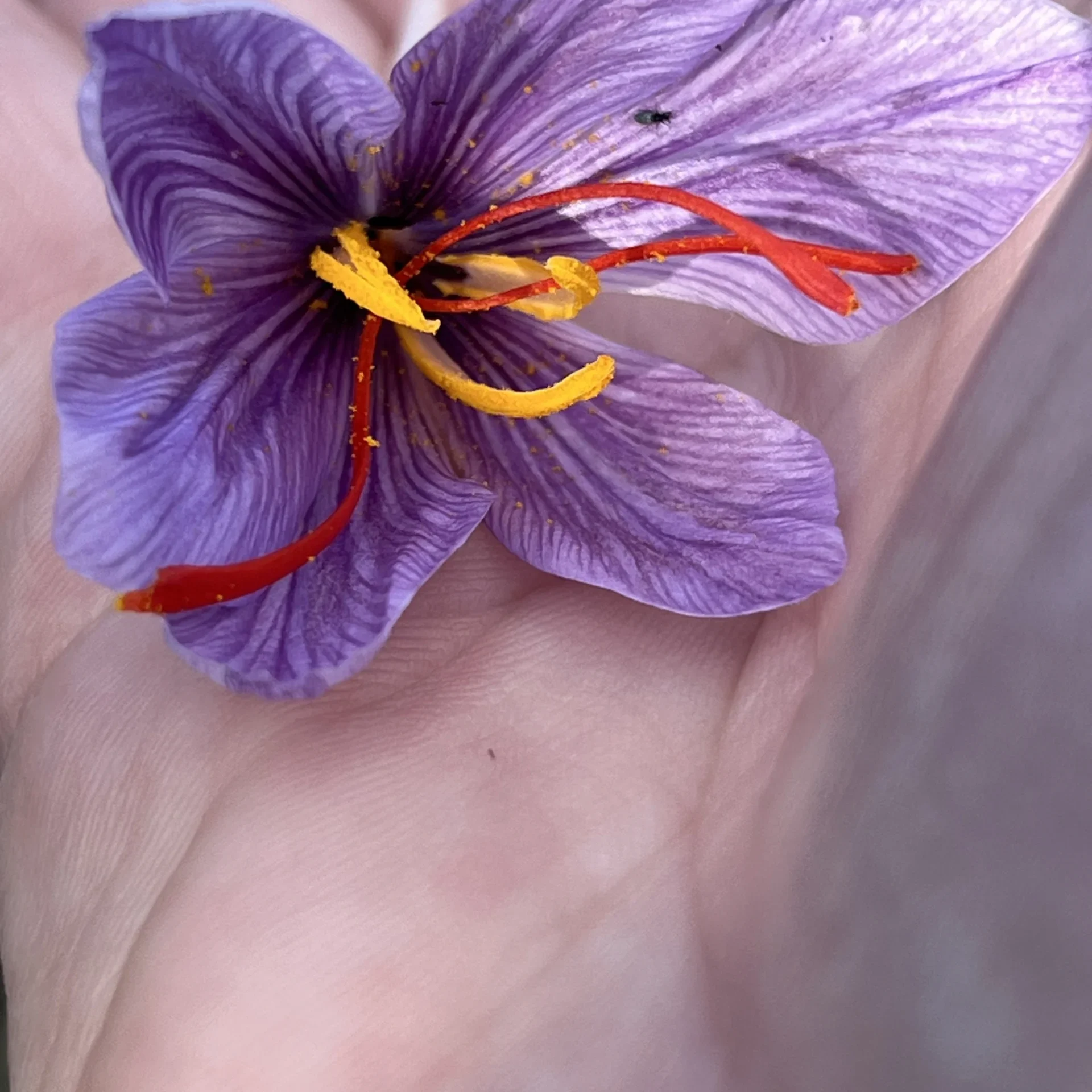 handflower (1)